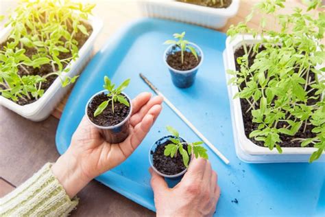 Schéma: Správne pikírovanie sadeníc paradajok do samostatných kvetináčov