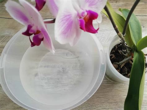 Infografika postupu presádzania orchidey: výber substrátu, ošetrenie koreňov a správny výber veľkosti črepníka