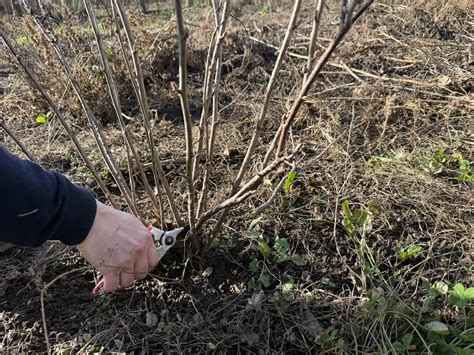 Schéma výsadby ríbezlí: kríkový vs. stromčekový tvar a hĺbka výsadby