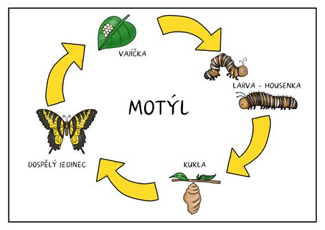 infografika znázorňujúca vývojový cyklus konope od semienka po zber