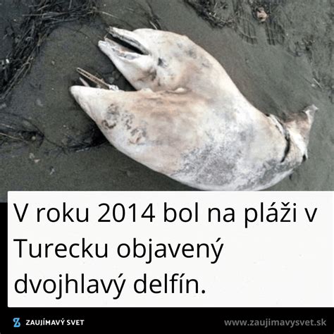 Postup kopulácie: jednoduché spojkovanie a anglická kopulácia