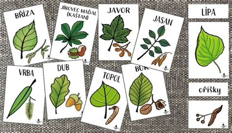 Ilustrácia rôznych druhov túj s označením ich typických tvarov a veľkostí.