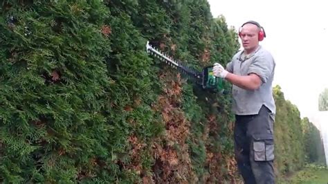 Názorná ukážka správneho strihania tuje pre dosiahnutie hustého živého plota.