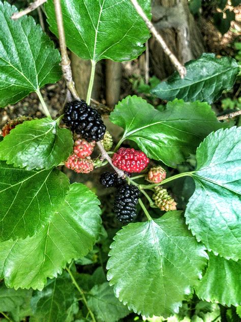 Zrelý strom moruše čiernej s rozložitou korunou a tmavými listami