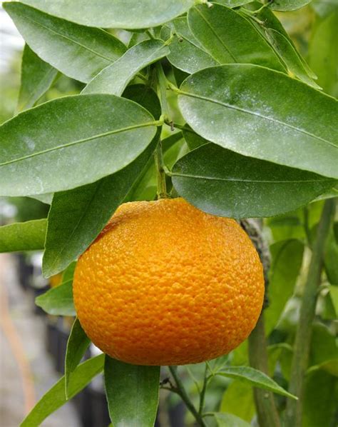 Mandarínkovník s plodmi na slnečnom balkóne.