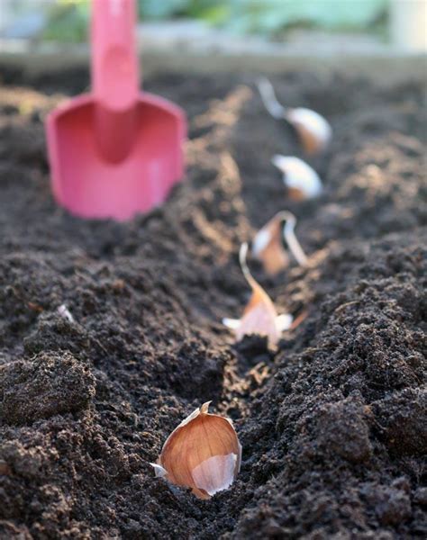 Schéma znázorňujúca správnu hĺbku výsadby a rozostupy medzi strúčikmi cesnaku v riadku