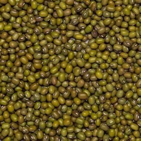 Ilustračná fotografia čerstvých klíčkov mungo fazule