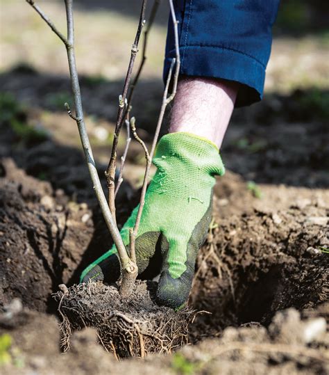 Postup presádzania: vizuálna inštruktáž vykopania koreňového balu a následného zakopania do novej jamy s vrstvou organického hnojiva.