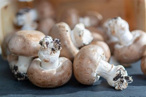 Ilustračná fotografia zrelých šampiňónov pripravených na zber