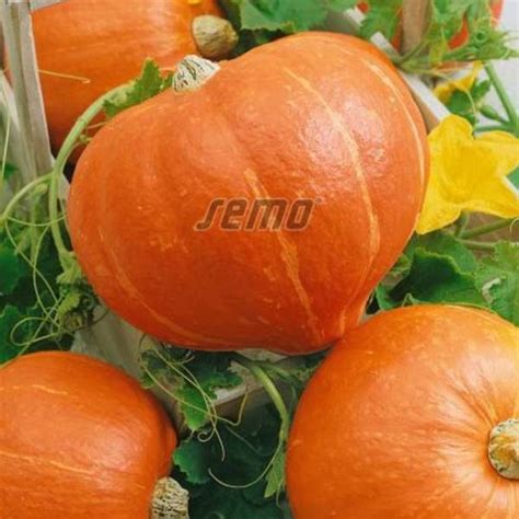 ilustrácia: mladé sadenice tekvice Hokkaido v kvetináčoch