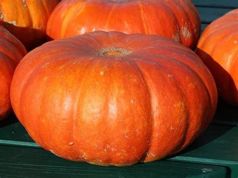 fotografia: rôzne druhy tekvíc vrátane Hokkaida a okrasných tekvíc