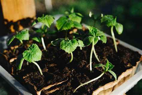 Stará ilustrácia znázorňujúca výsadbu uhoriek v tradičnom slovenskom prostredí