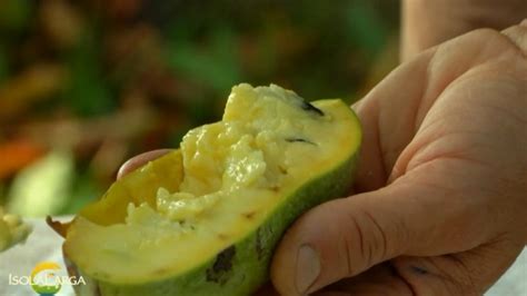 Zrelé plody Pawpaw a rez stromu