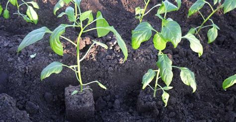 Schéma výsadby dvoch priesad papriky do jednej jamky s vyznačenými rozostupmi