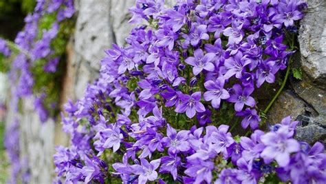 Detailný záber na kvitnúce zvončeky v skalke s viditeľnými fialovými kvetmi v tvare zvončeka.