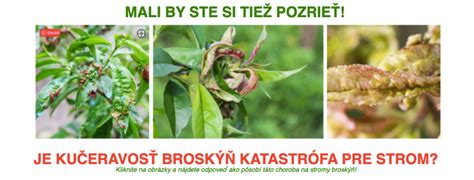 Ilustrácia znázorňujúca bežné škodcov a choroby broskýň.