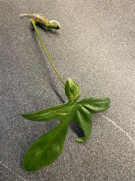 Ilustrácia rôznych metód rozmnožovania dulovca: odrezky, odkopky, vrúbľovanie