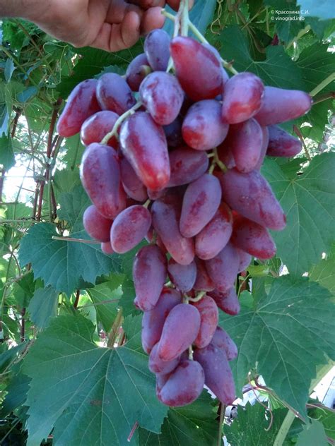 Porovnanie zavoskovanej voľnokorennej sadenice viniča (vľavo) a kontajnerovanej rastliny (vpravo).