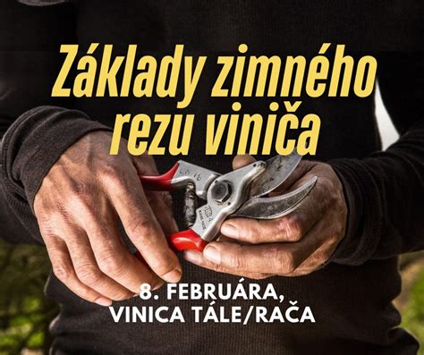 Ilustrácia správneho zimného rezu viniča.