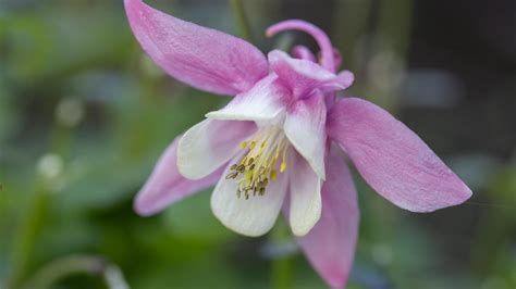 ilustračné foto kvetu orlíčka v záhrade