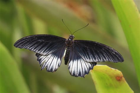 detailná fotografia kvetu orlíčka s typickými ostrohami