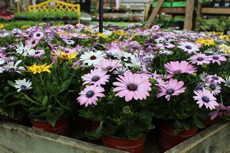 Tematické foto: Rozkvitnuté osteospermum v rôznych farbách