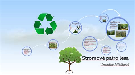 Schéma vrstvenia lesa: husté, podstromové, stromové a klenuté poschodie