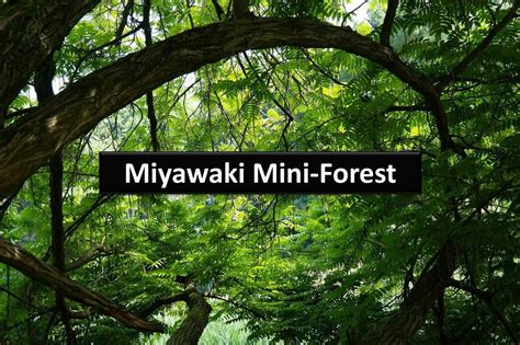 Infografika porovnania rýchlosti rastu: bežný les verzus les podľa metódy Miyawaki