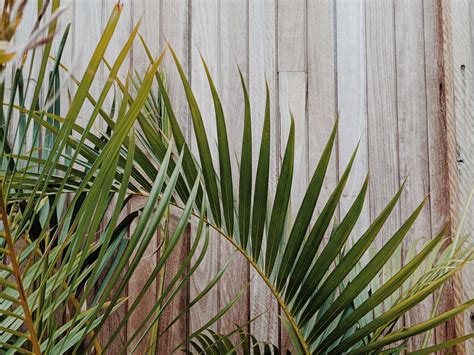 Detailný záber na elegantné pierkovité listy palmy arekovej v presvetlenom modernom interiéri