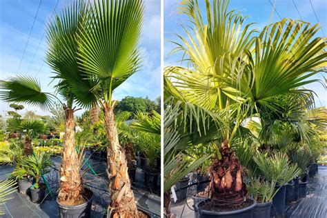 Infografika znázorňujúca ideálne rozmedzie teplôt a vlhkosti pre zdravý rast palmy v interiéri