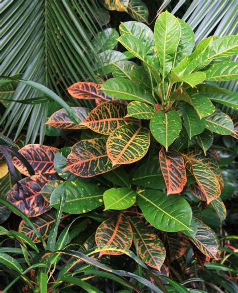 Zbierka rôznych druhov tradeskancií s farebnými listami pre interiér