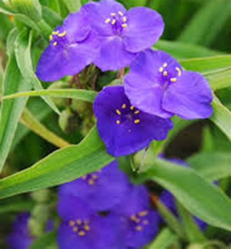 Kvitnúca záhradná tradeskancia s fialovými kvetmi