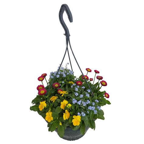 Tradeskancia v závesnom kvetináči