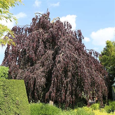 Ilustračná fotografia stromu Fagus sylvatica 'Purpurea Pendula' s charakteristickou previsnutou korunou a tmavými listami.
