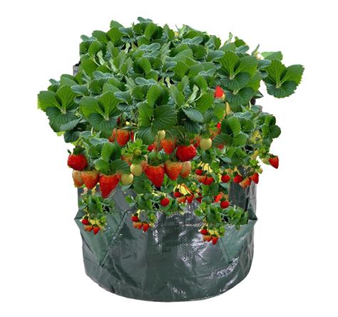 Ilustrácia: Sud s vyvŕtanými otvormi na výsadbu jahôd