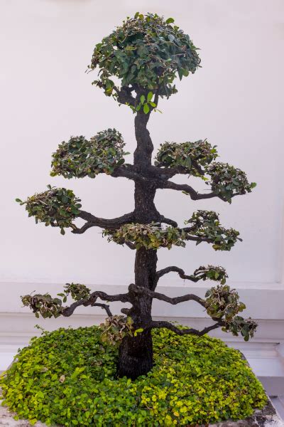 Ukážka rôznych štýlov tvarovania bonsajov