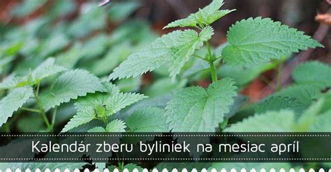 Ilustrácia zberu a sušenia byliniek