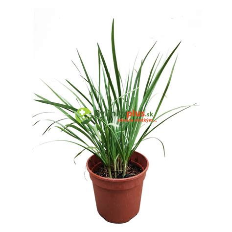 čerstvo zozbieraná pažítka v košíku