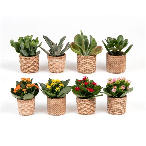 Dekoratívna izbová rastlina ananásu v kvetináči