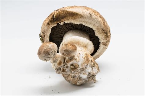 Tematické foto: Agaricus bisporus, šampiňón dvojvýtrusný