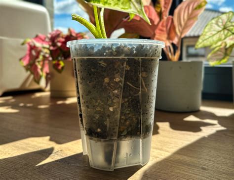 Infografika o tom, ako fungujú samozavlažovacie kvetináče