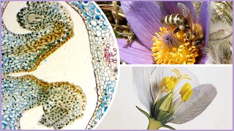 Štruktúra peľového zrna ihličnatých rastlín so vzdušnými vakmi