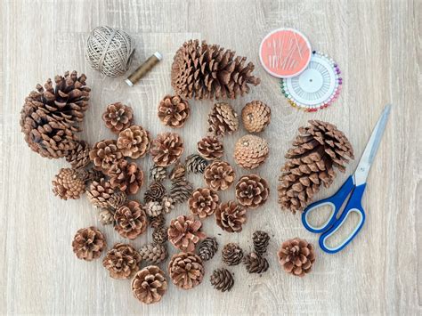 Porovnanie ihlíc a šišiek rôznych ihličnatých druhov