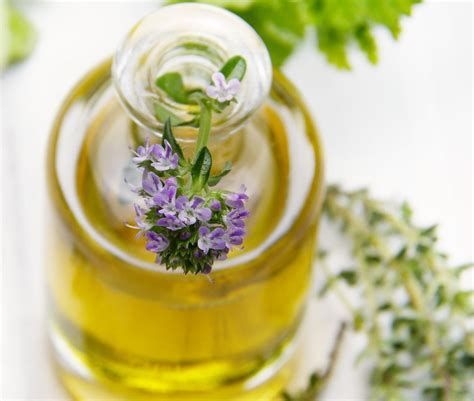 Ilustrácia šalvie lekárskej rastúcej na slnečnom stanovišti.