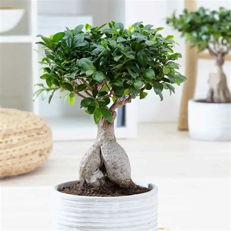 Detail kmeňa a koreňov Ficus ginseng, pripomínajúci tvar ľudských nôh alebo koreňa ženšenu