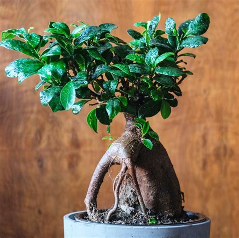 Ilustrácia postupného strihania Ficus ginseng pre udržanie tvaru bonsaja.