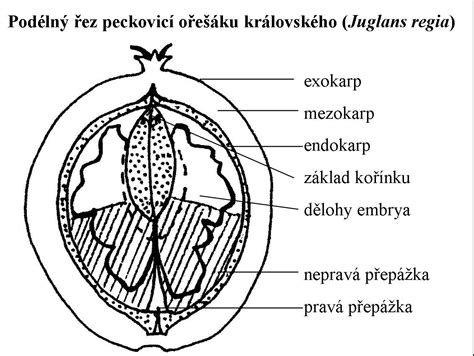 Detailná schéma plodu hurmikaki a jeho vnútorná štruktúra