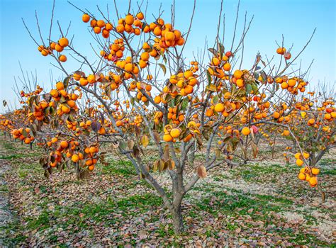 Ilustračná fotografia stromu hurmikaki so zrelými plodmi v záhrade