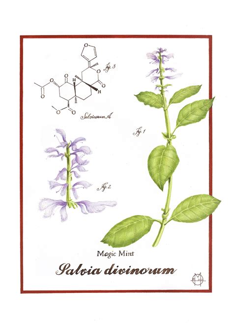 Detail listov Salvia divinorum s bežnými fyziologickými problémami