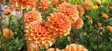 Koláž fotografií rôznych letných cibuľových kvetov (georgíny, mečíky, montbrécie)